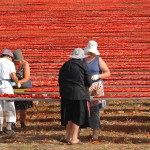 felline, essicazione di pomodori, a 120 km da brindisi (1),BASSA