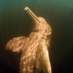 delfino rosa verticale