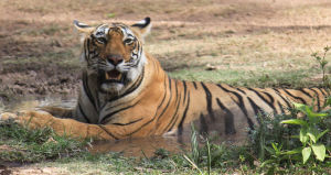 India Ranthambore la tigre