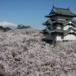 Hirosaki cherry blossom