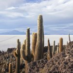 bol15m Salar de Uyuni cactus