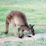 Australia Kangaroo Island[1]