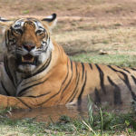 India Ranthambore la tigre