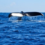 El Salvador Los Cobanos con balena