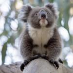 au09m-koala
