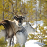 Svansele Wilderness Centre – Nature_reindeer_ph DEstination Skelleftea