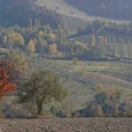 FoliageRegioneMarche Riserva Naturale di Canfaito 2011-11-16 14-31-00 – _DSC9672