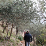 trekking tra gli olivi
