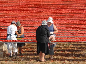 felline, essicazione di pomodori, a 120 km da brindisi (1),BASSA