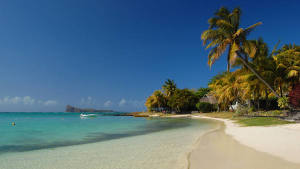Paradise beach with palm tree on Mauritius Island