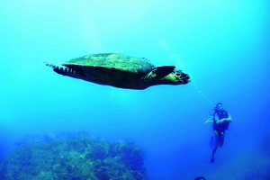 tsarabanjina-madagascar-diving-turtle-1 copia