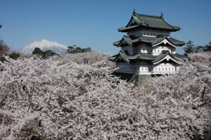 Hirosaki cherry blossom