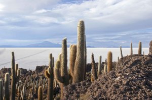 bol15m Salar de Uyuni cactus